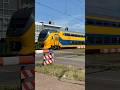 Grijze neus virm komt aan op station Heiloo