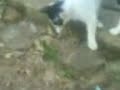 2 Kucing Kurang Kerjaan images 2 Kucing Kurang Kerjaan