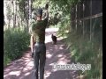 Дрессировка немецкой овчарки 4, 8
