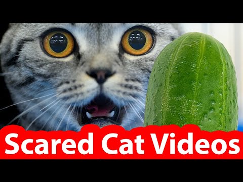 Epic Scared Cats Video Compilation