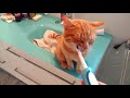 Epic Scared Cats Video Compilation