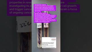 Chromobacterium Violaceum Produces Violacein,