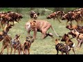 True Battle Of Wild Dogs And Lions | Cheetah vs Impala, Lion, Discovery Wild Animal Fights