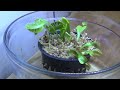 Venus Fly Trap Care