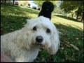 Pilots n Paws: Jack Merritt's Dog Rescue by Air