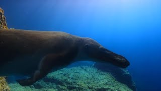 La Vita Sul Nostro Pianeta 2023 - Maiacetus Screen Time Ita