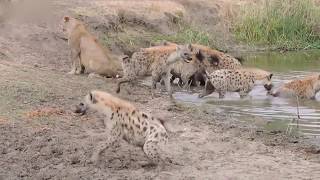 LIONS VS HYENAS - Clash of Enemies