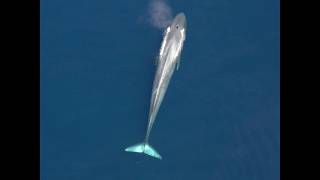 Endangered Blue Whales