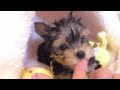 puppy runa tiny yorky