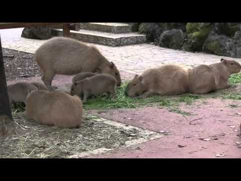 カピバラ　（埼玉県こども動物自然公園編）巡回中①