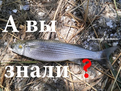 как и чем ловят кефаль как и чем ловят кефаль