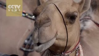 Uae Holds Annual Camel Beauty Contest