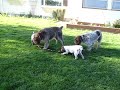 Wirehaired Pointing Griffon Puppies - Jackie N Todd's - Todd puppy-walking