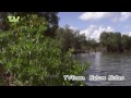 Nature Notes from Pulau Ubin, Singapore