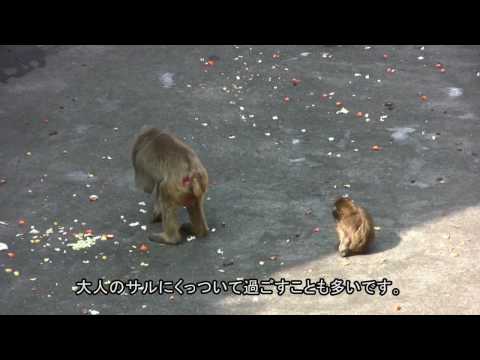 市川市動植物園のオトメ [HD]