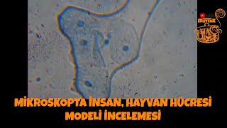 Mi̇kroskop Ta İnsan, Hayvan Hücre Si̇ Model İ İncelemesi̇, 7 Sinif Deney