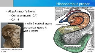 Neurosurgery Written Board Crash Course - Hippocampus