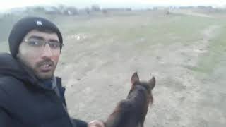At Üstündə Siçan Ili Təbriki