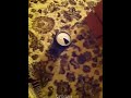 ورعان كول اوف ديوتي #كيك #keek