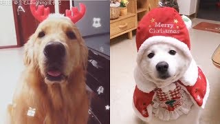 Cute Dogs and Cats Love Christmas | Funny Cats and Dogs Videos Compilation #12
