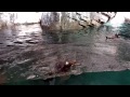 Adorable penguin attempts to escape