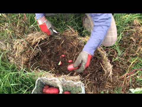 Выращивание картофеля на соломе отзывы 67