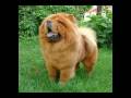 Chow Chow Dog Breed