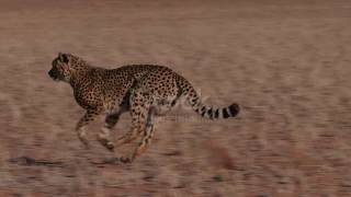 Cheetah Running Side On To Camera In Slow Motion
