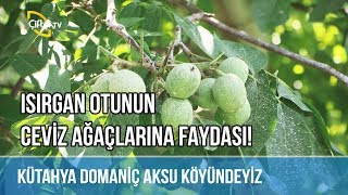 Isırgan Otunun Ceviz Ağaçlarına Faydası! -ÇETİN CEVİZ