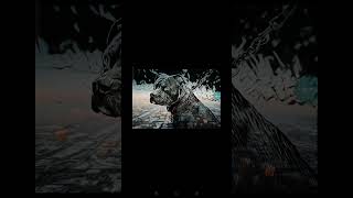 Pitbull Dogs 4K No.