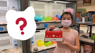 Getting A Hamster Vlog