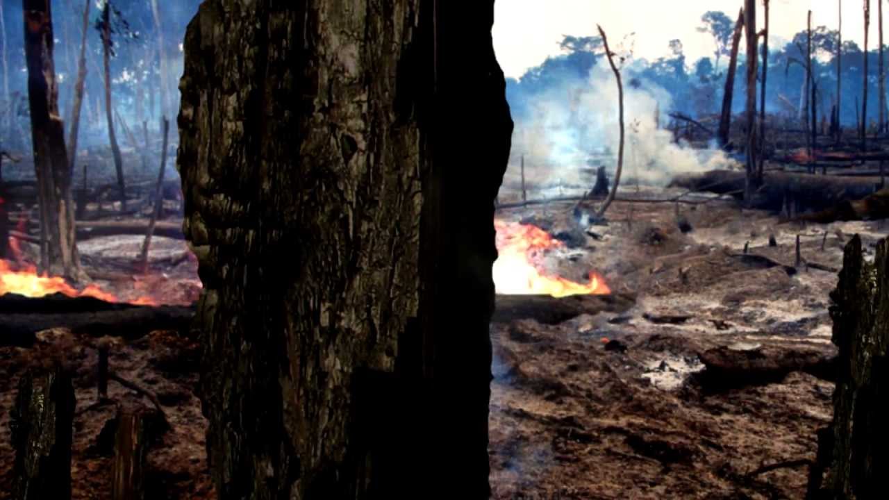 wwf rainforest deforestation effects youtube working at a university