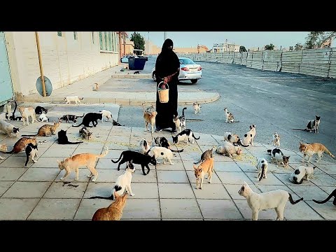 cat videos|Hungry cats 2025 @catloverfatima.