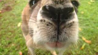 Watch Lusk Savvy Kangaroos video