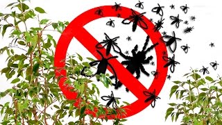 Защита от насекомых фитоверм