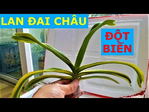 ✅LAN.69-Mua được Lan Ngọc điểm Đột biến lá sọc Phát tài đẹp/Lan Ngoc diem rung/Nhật ký Trồng Lan