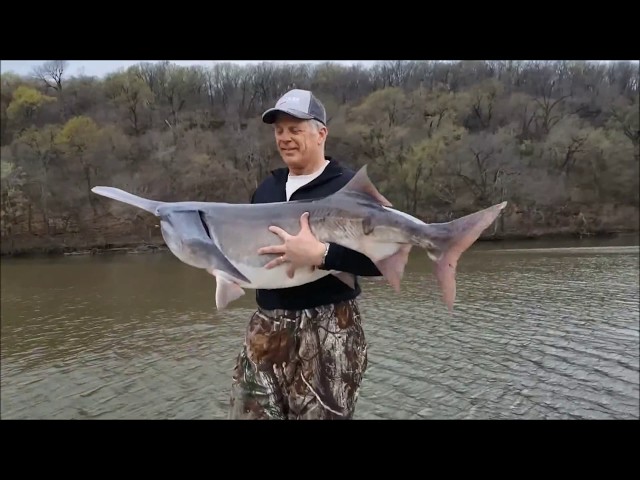 Watch Fishing tips: Oklahoma Paddlefish Tips on YouTube.