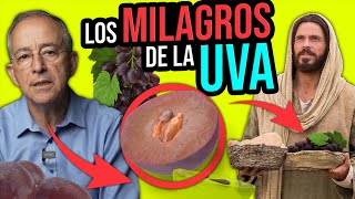 Beneficios De Comer Uva Y Sus Efectos Secundarios - Oswaldo Restrepo Rsc
