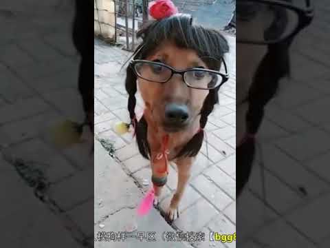 Funny Dogs like humans