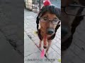 Funny Dogs like humans