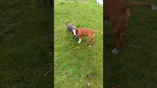 Staffordshire Bull Terriers Lady 12Weeks And Duke 9Mts Battle For A Shoe