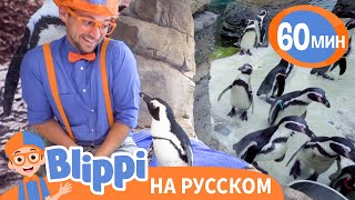 Пингвины В Зоопарке | Изучай Этот Мир Вместе С Блиппи | Blippi Russian