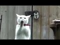 Funny cats in actions #1 -- Lord of LOL