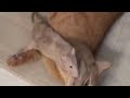Funny cats in actions #1 -- Lord of LOL