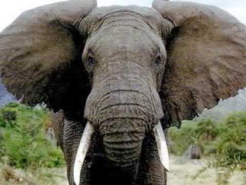 dangerous animals in rainforest. Top 10 Most Dangerous Animals