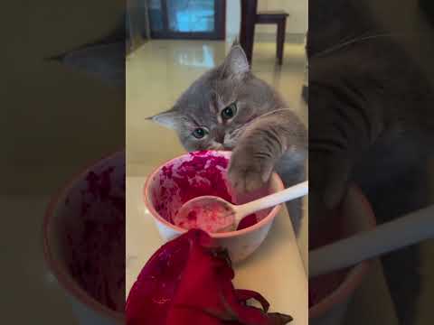 دنیای زیبای گربه ها،cat, kitten, cute, catfunny, catviral, happy, love, pet 