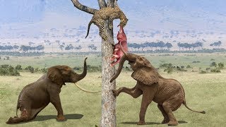 Mother Elephant Save Baby From Leopard Hunt Elephant Vs Leopard Aniamals Save Another Animals Mother Elephant Save Baby From Leopard Hunt Elephant Vs Leopard Aniamals Save Another Animals