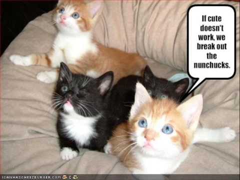 very funny cats with captions. Very Funny Cats 45