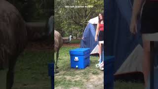 Emu Party