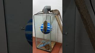 Diy Mouse Trap Idea Using Plastic Balls // Mouse Trap 2 #Rattrap #Rat #Mousetrap #Shorts